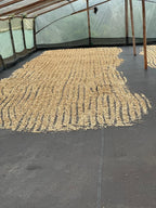 The golden parchment coffee spread evenly across elevated Pacera drying beds inside a protective greenhouse at La Reserva Farm in Pitalito, Huila. The distinct raked grooves ensure even airflow during the final drying stage of the high-altitude Tabi and Bourbon Rosado beans for Somewhere Coffee.