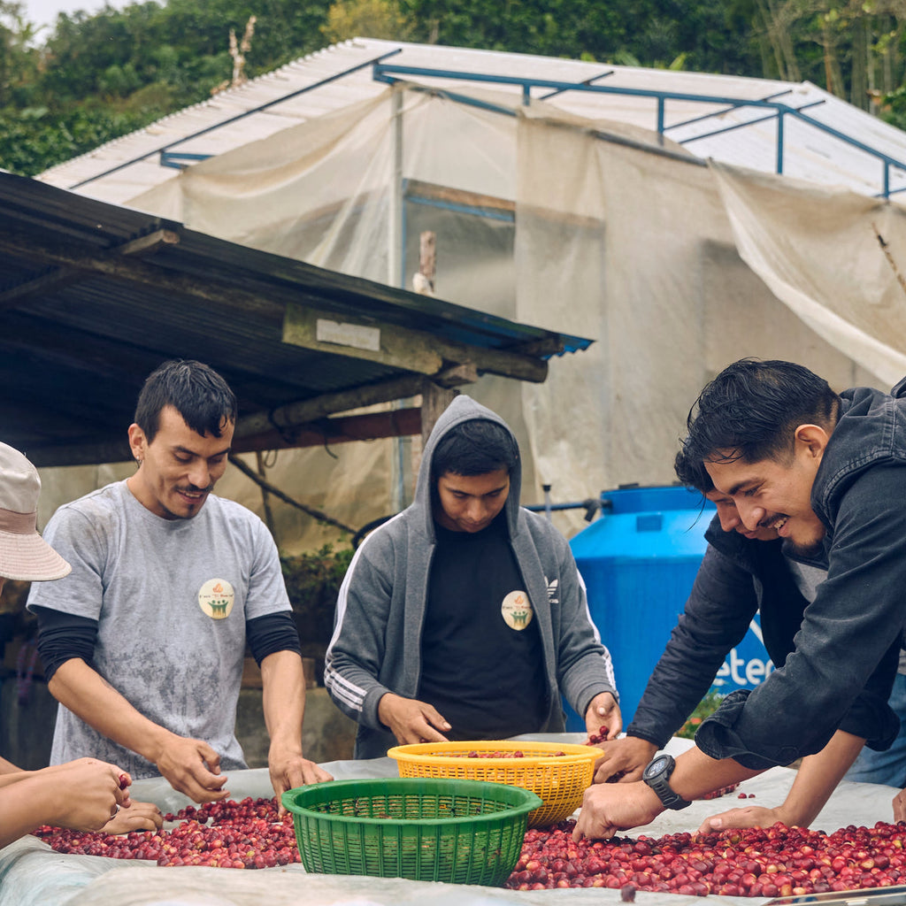 Three smiling farm workers sorting through a massive pile of freshly harvested, ripe red coffee cherries on a covered table at La Perla farm in Peru, carefully selecting only the best fruit for Somewhere Coffee's Natural Marshell micro-lot.