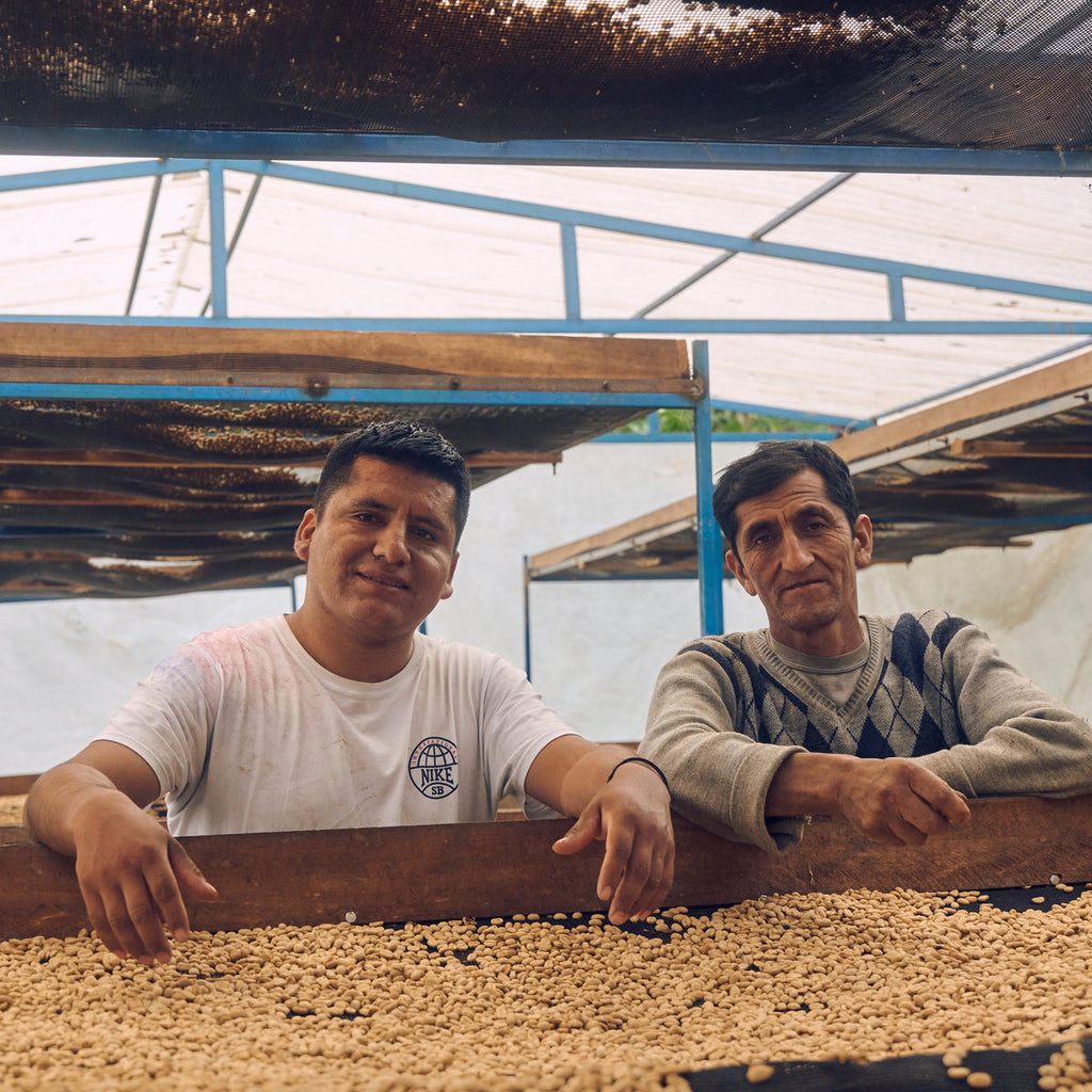 A younger and older coffee producer proudly leaning on the edge of a wooden raised drying bed filled with golden parchment coffee beans inside a protected greenhouse at a Peruvian farm, showcasing the generational craftsmanship behind Somewhere Coffee's sourcing.
