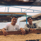 A younger and older coffee producer proudly leaning on the edge of a wooden raised drying bed filled with golden parchment coffee beans inside a protected greenhouse at a Peruvian farm, showcasing the generational craftsmanship behind Somewhere Coffee's sourcing.