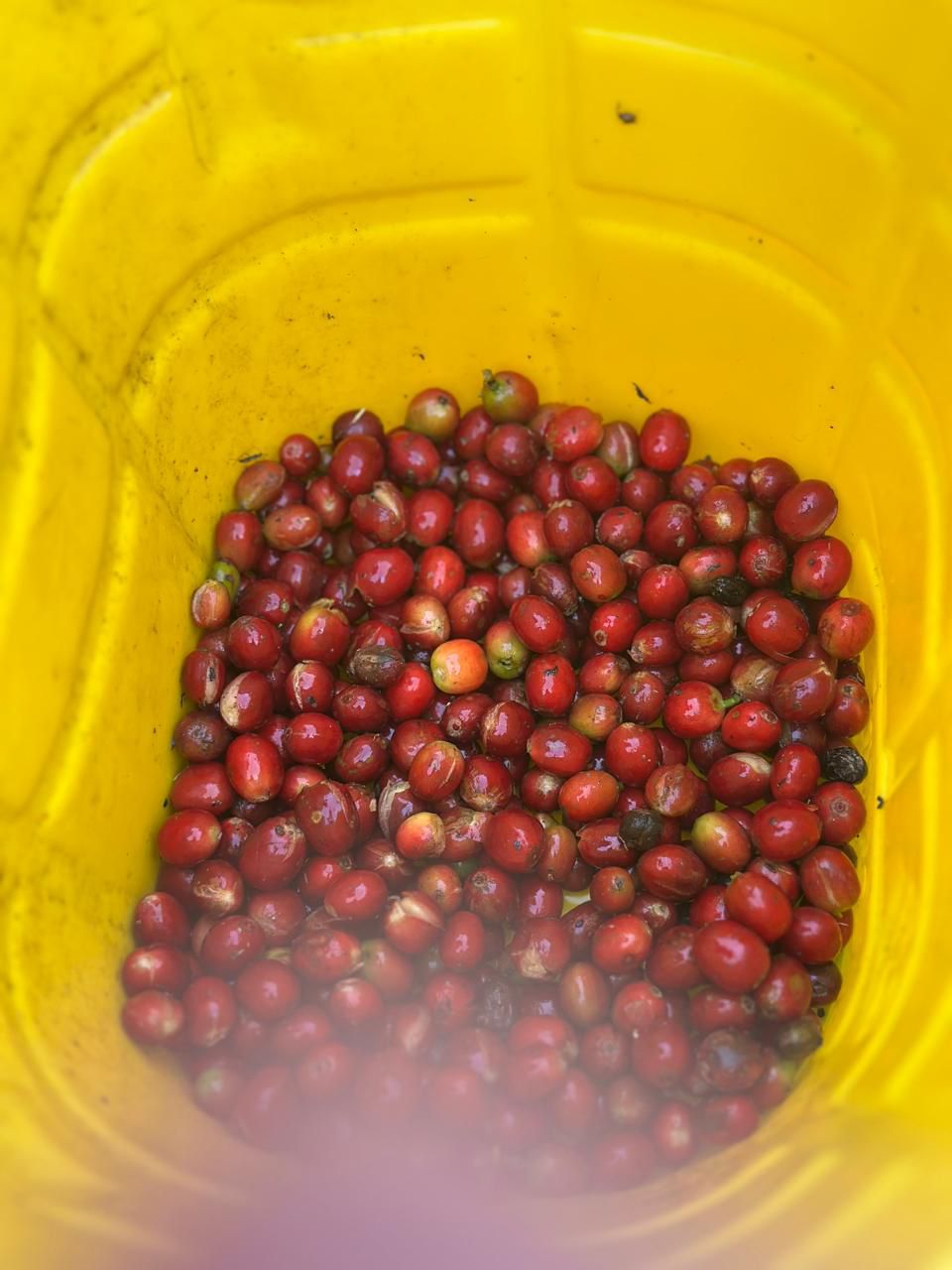 Freshly harvested, vibrant red coffee cherries filling a yellow plastic bucket at La Reserva Farm in Pitalito, Huila. These high-altitude Bourbon Rosado and Tabi cherries, grown at 1720 masl, are destined for Somewhere Coffee's experimental stone fruit co-fermented washed process.