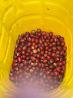 Freshly harvested, vibrant red coffee cherries filling a yellow plastic bucket at La Reserva Farm in Pitalito, Huila. These high-altitude Bourbon Rosado and Tabi cherries, grown at 1720 masl, are destined for Somewhere Coffee's experimental stone fruit co-fermented washed process.