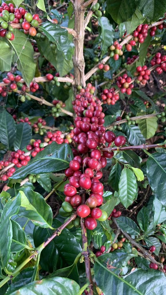 A macro shot of perfectly ripe, deep red Pink Bourbon coffee cherries clustered tightly along a branch at El Eden Farm in Quindío, Colombia, representing the premium raw fruit destined for Vivian Martinez's honey co-fermented lot for Somewhere Coffee.