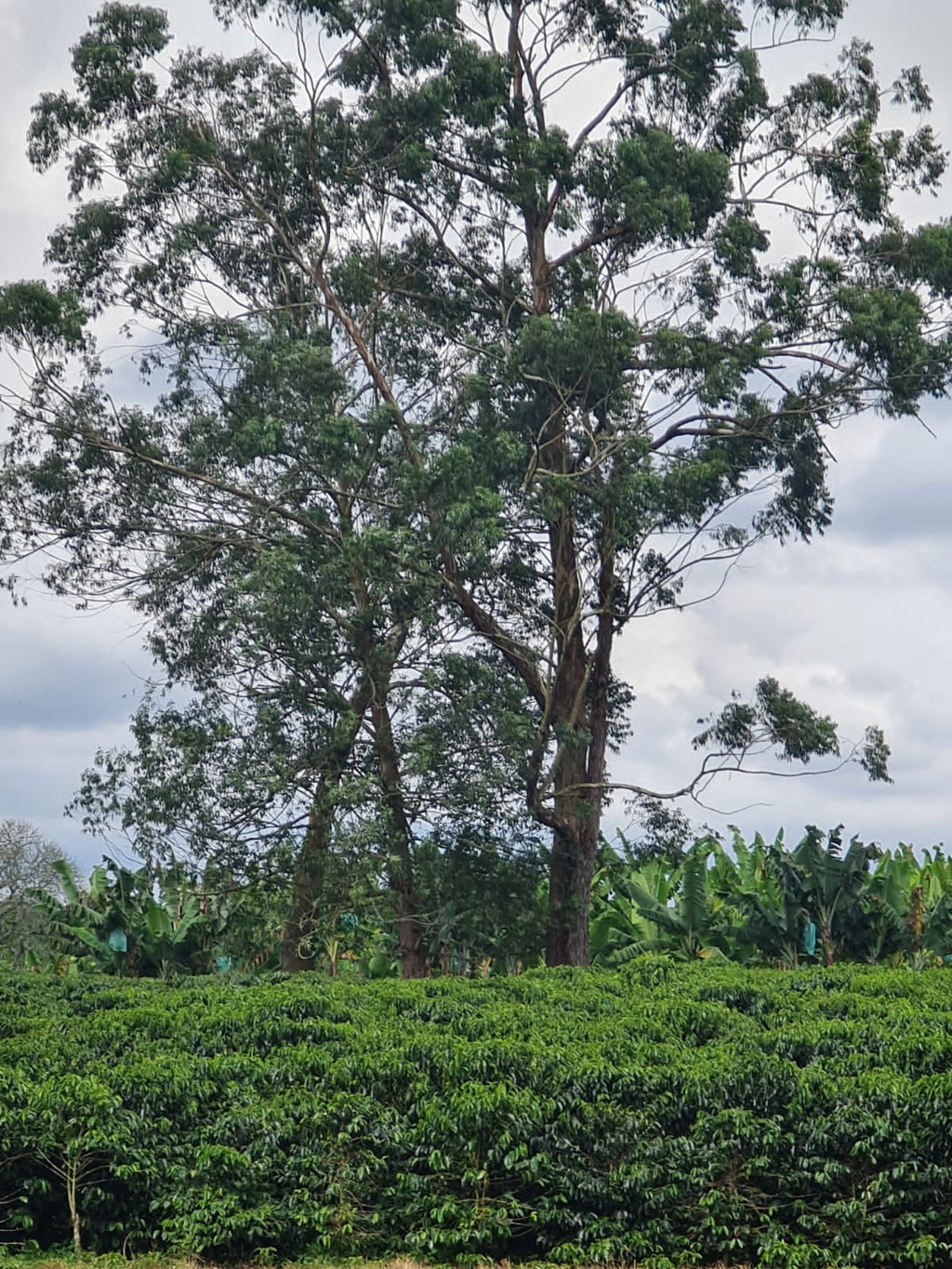 Three tall, majestic shade trees standing sentinel over a lush, dense sea of green coffee plants at El Eden Farm in Quindío, Colombia, showcasing the integrated shade-grown agroforestry system that nurtures the Pink Bourbon varietal.
