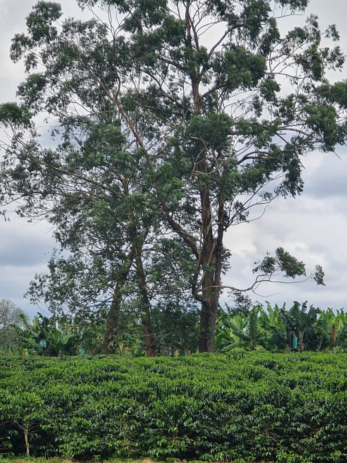 Three tall, majestic shade trees standing sentinel over a lush, dense sea of green coffee plants at El Eden Farm in Quindío, Colombia, showcasing the integrated shade-grown agroforestry system that nurtures the Pink Bourbon varietal.