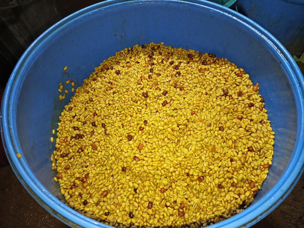  top-down view of golden-yellow coffee beans soaking in a blue barrel, highlighting the 72-hour submerged fermentation phase with panela and microorganisms for the experimental co-fermented washed Bourbon Rosado and Tabi lot at La Reserva Farm in Pitalito, Huila, for Somewhere Coffee.