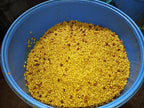  top-down view of golden-yellow coffee beans soaking in a blue barrel, highlighting the 72-hour submerged fermentation phase with panela and microorganisms for the experimental co-fermented washed Bourbon Rosado and Tabi lot at La Reserva Farm in Pitalito, Huila, for Somewhere Coffee.