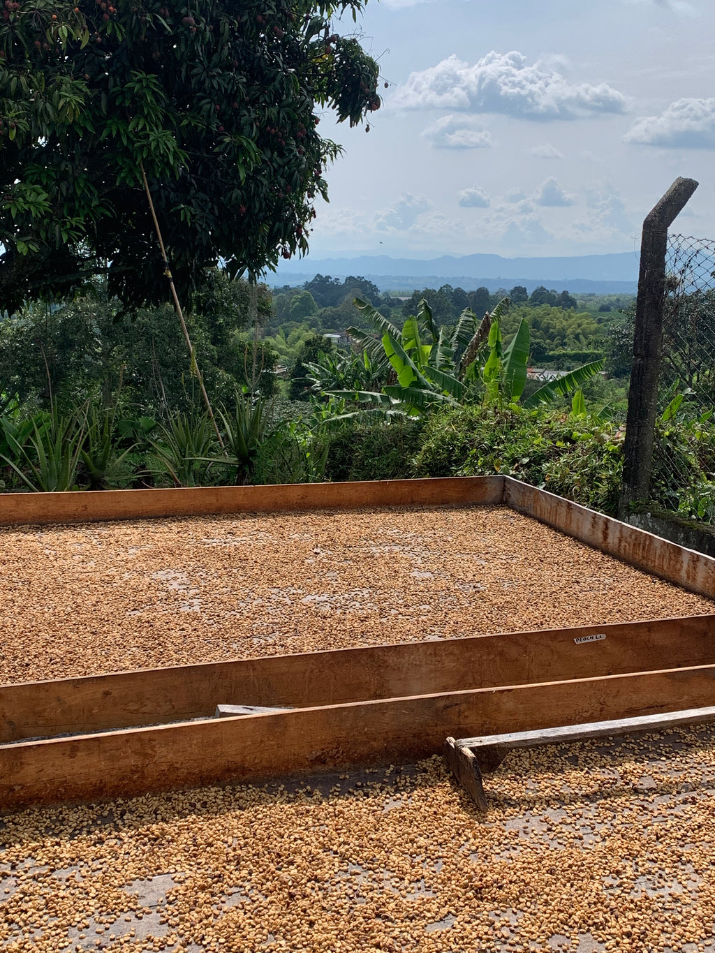 Sun-dried Castillo coffee parchment spread evenly across raised wooden beds at La Sirena Farm in Quindío, Colombia, surrounded by the vibrant tropical plants and banana trees that characterize the region's unique microclimate for Somewhere Coffee's co-fermented honey process.