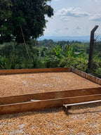 Sun-dried Castillo coffee parchment spread evenly across raised wooden beds at La Sirena Farm in Quindío, Colombia, surrounded by the vibrant tropical plants and banana trees that characterize the region's unique microclimate for Somewhere Coffee's co-fermented honey process.