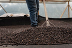 A worker uses a traditional wooden rake to turn and aerate dark, experimental Thermo Shock processed Castillo coffee beans drying on raised beds at La Cabaña Farm in Huila, Colombia, for Somewhere Coffee.