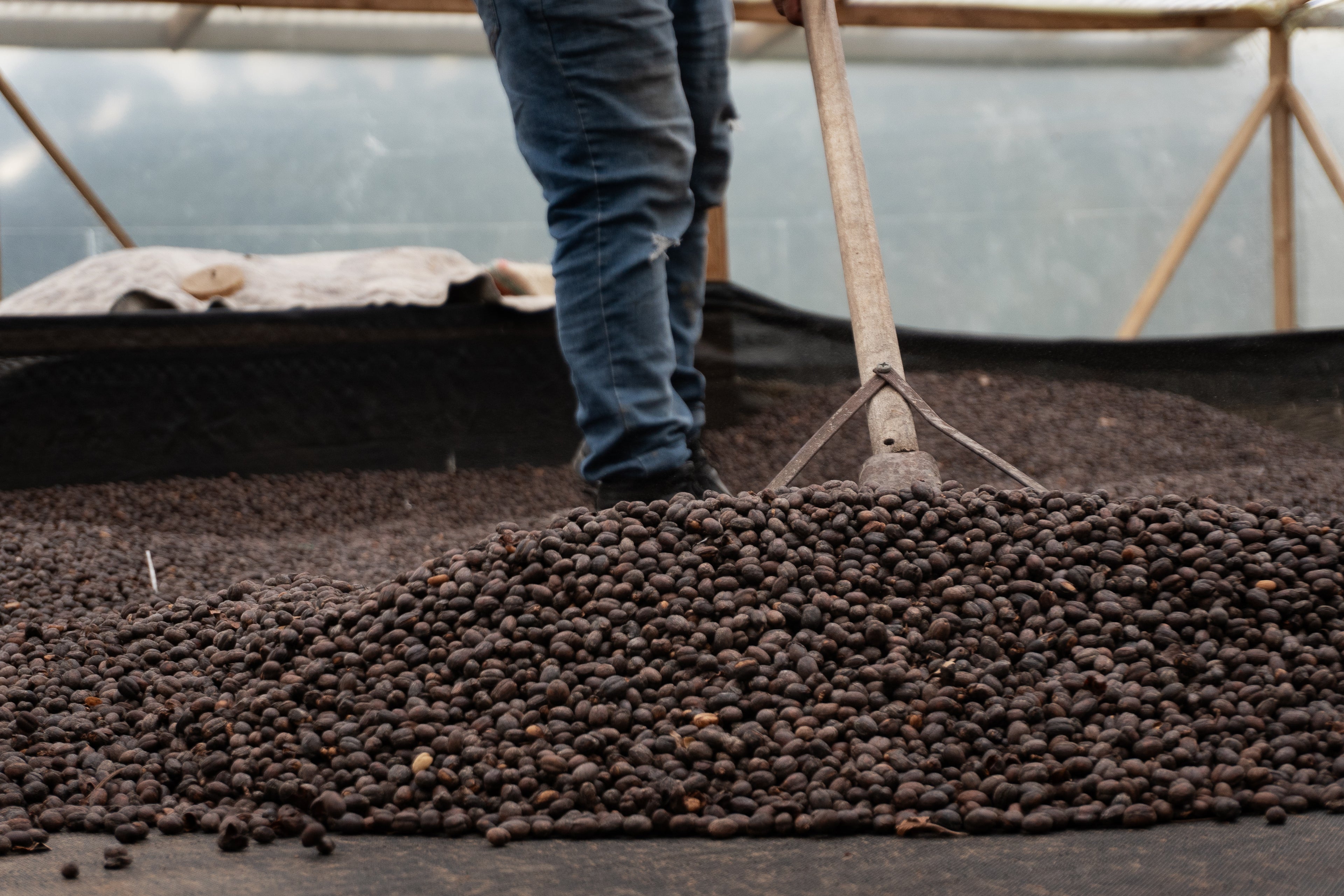 A worker uses a traditional wooden rake to turn and aerate dark, experimental Thermo Shock processed Castillo coffee beans drying on raised beds at La Cabaña Farm in Huila, Colombia, for Somewhere Coffee.
