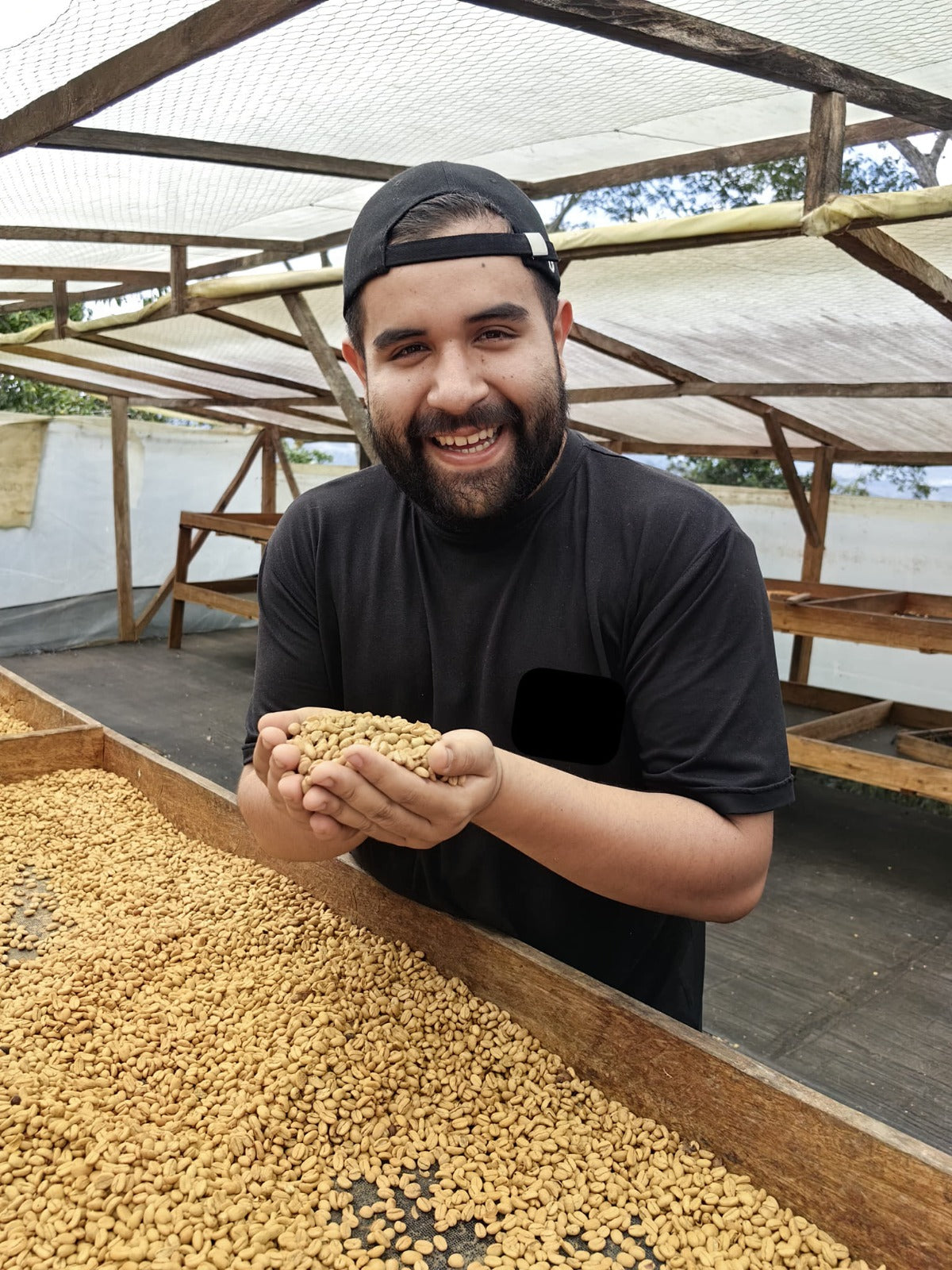 A farmer proudly holding a handful of dried, golden parchment coffee beans (Gesha varietal) at the raised drying beds of Laboyani Farm, located in Pitalito, Huila, Colombia.