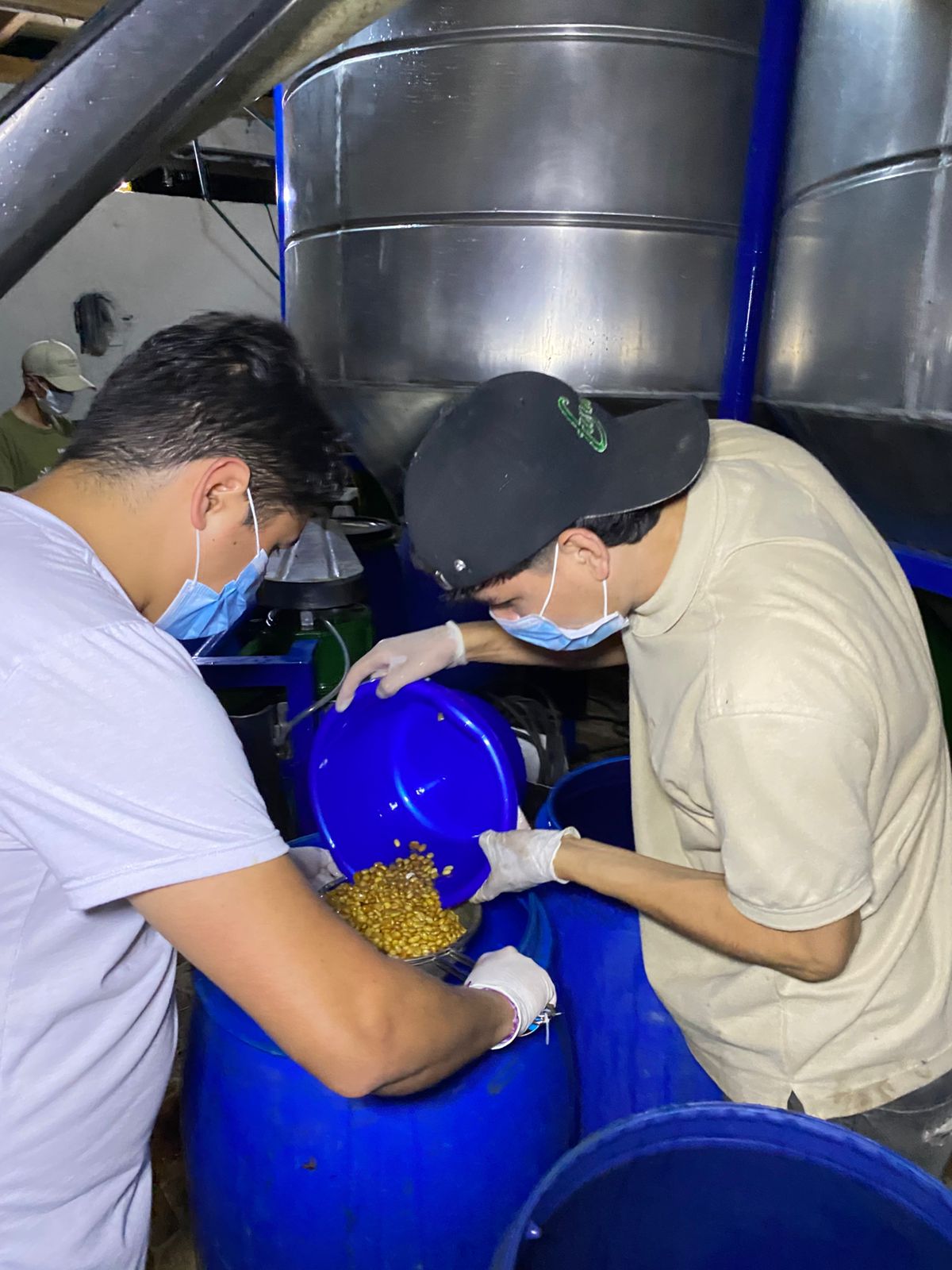 Workers wearing protective masks and gloves carefully transferring golden coffee beans into blue fermentation tanks, a critical step in the washed process for the Gesha varietal at Laboyani Farm.