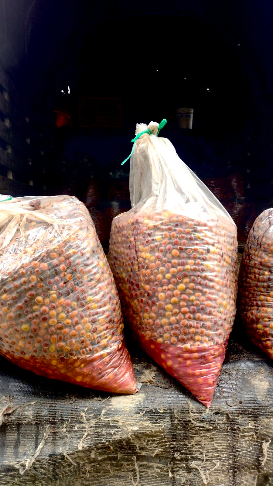 Clear plastic bags tightly tied and filled with whole Castillo coffee cherries undergoing a 140-hour anaerobic fermentation process in a dark environment at La Sirena Farm in Armenia, Quindío, creating the unique flavor profile for Somewhere Coffee.