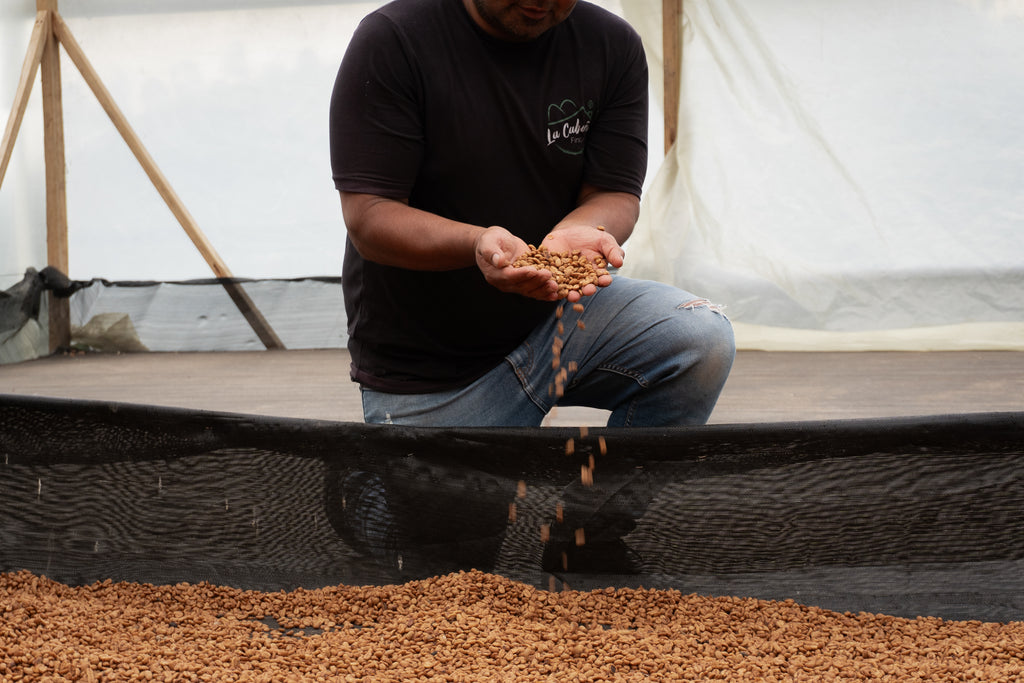 Producer Willian Ortiz kneeling over the drying beds, letting a stream of golden parchment Castillo coffee beans fall through his hands during the post-process stage at La Cabaña Farm in Bruselas, Huila, exclusively for Somewhere Coffee.
