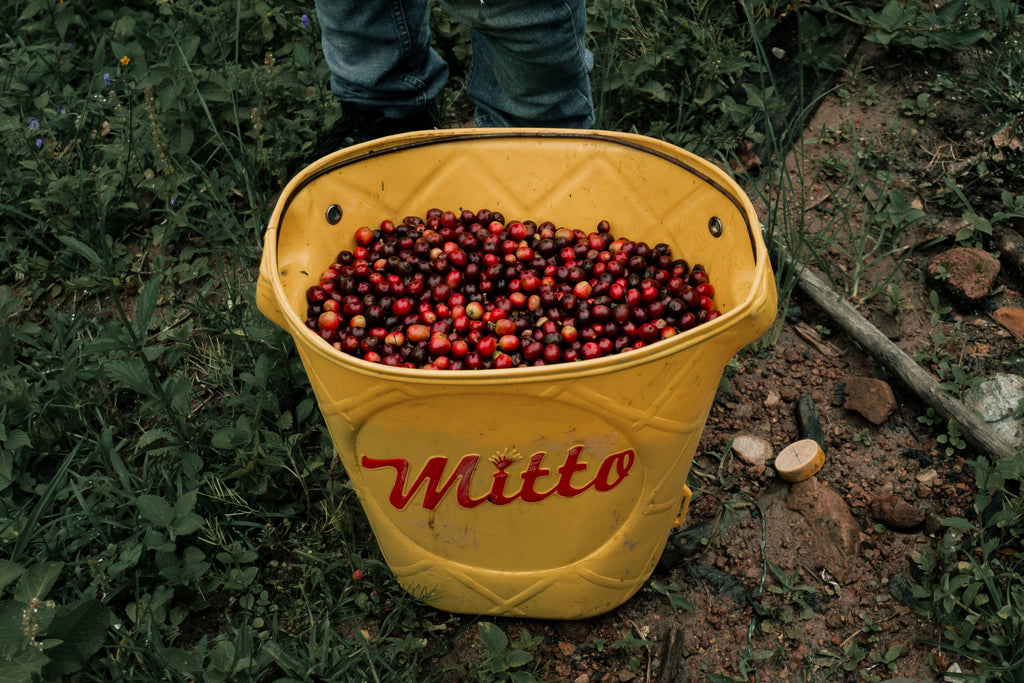 A yellow Mitto harvest bucket overflowing with perfectly ripe, glossy red Castillo coffee cherries, freshly hand-picked from the shade-grown plants at La Cabaña Farm in Bruselas, Huila, Colombia, destined for Somewhere Coffee.