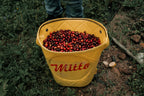 A yellow Mitto harvest bucket overflowing with perfectly ripe, glossy red Castillo coffee cherries, freshly hand-picked from the shade-grown plants at La Cabaña Farm in Bruselas, Huila, Colombia, destined for Somewhere Coffee.