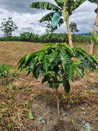 A vibrant young, glossy-leafed coffee seedling planted in the dry soil at El Eden Farm, growing symbiotically beneath a tall banana tree with a bright blue protective bag tied to its trunk, symbolizing the sustainable, future-focused farming practices of the Quindío region for Somewhere Coffee.